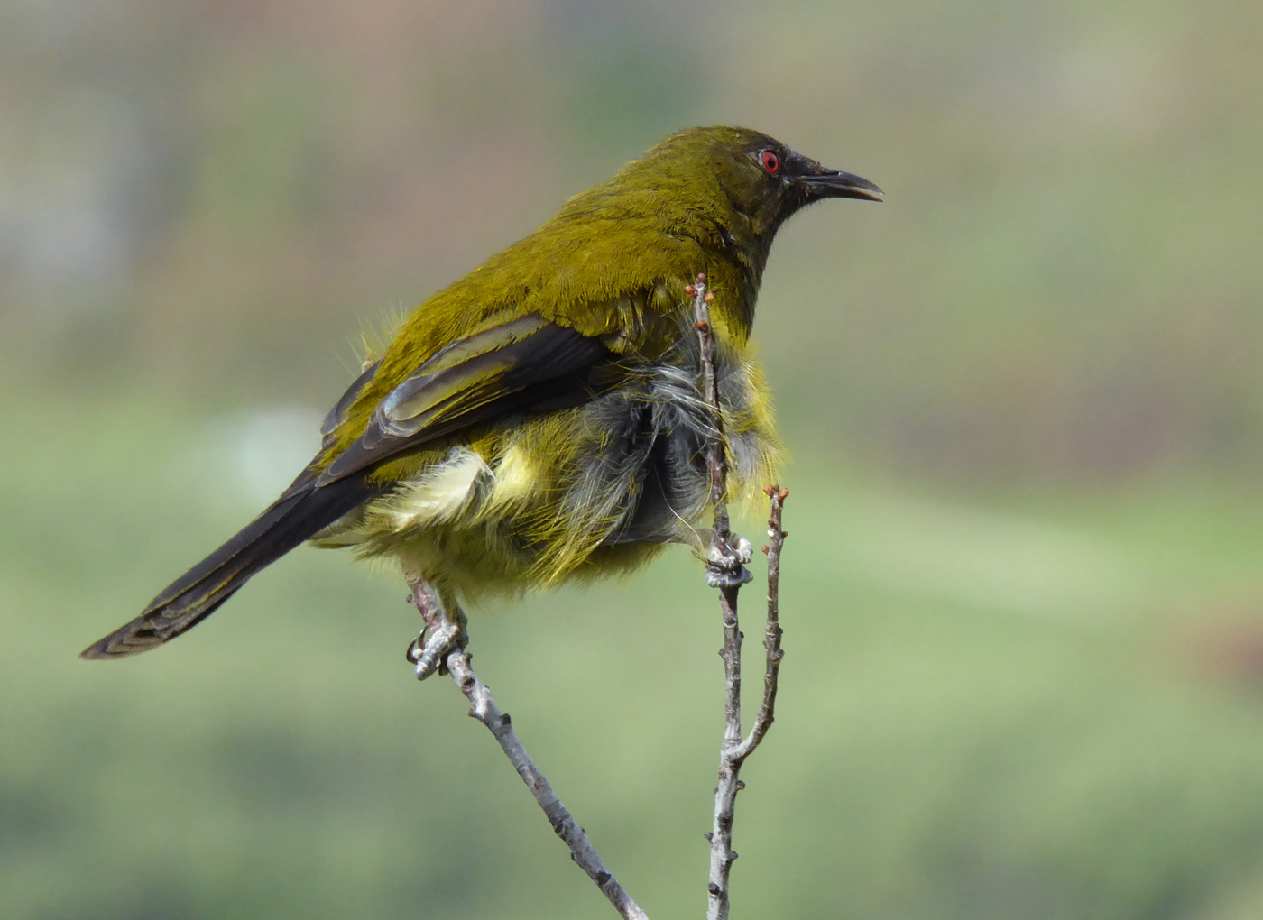  Bellbird 